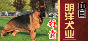 中国明洋犬业